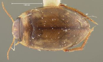 Media type: image;   Entomology 23901 Aspect: habitus dorsal view